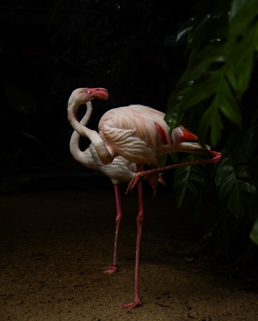 Original wildlife photography by Anuja Lavan