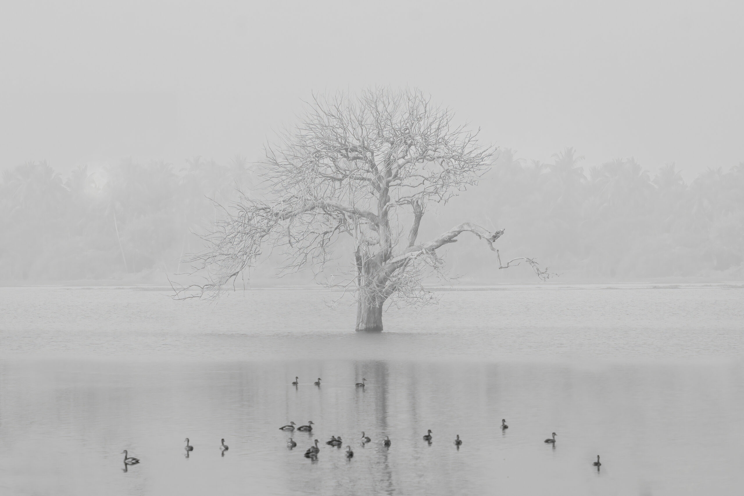 Monochrome photograph