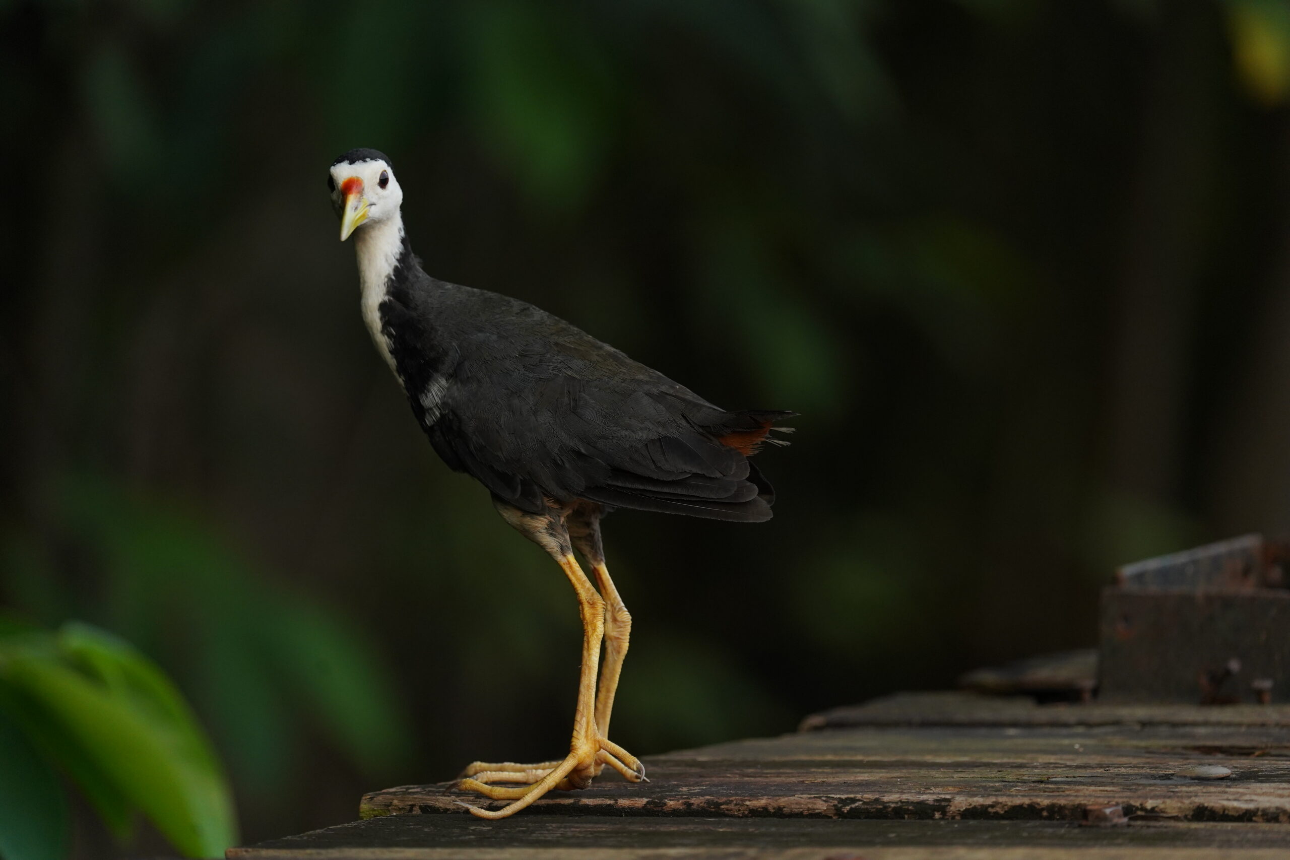 Wildlife photograph